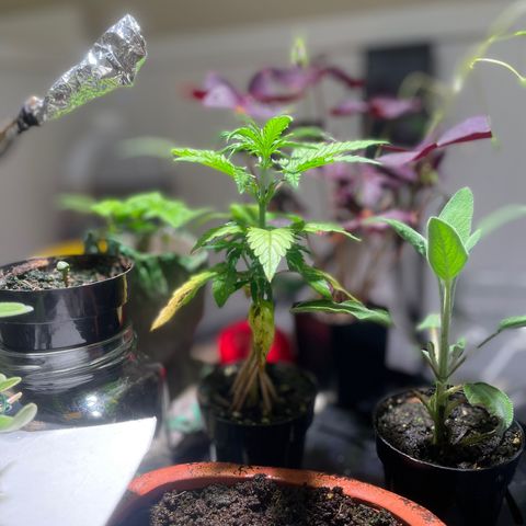 Tangie growlog photo: Transplant Day!🙏