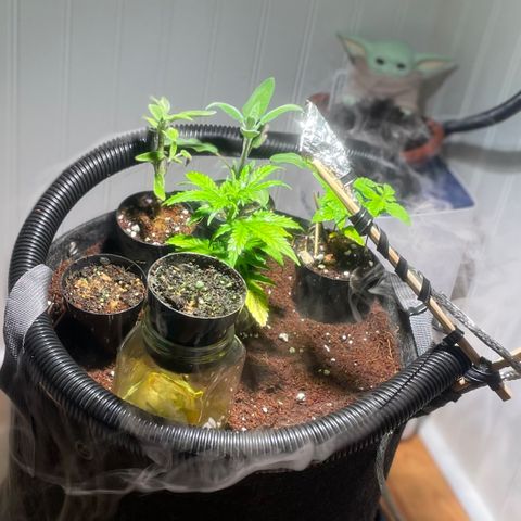 Tangie growlog photo: Transplant Day!🙏