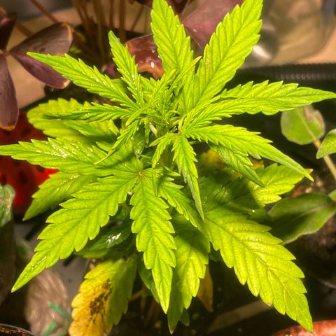 Tangie growlog photo: Transplant Day!🙏