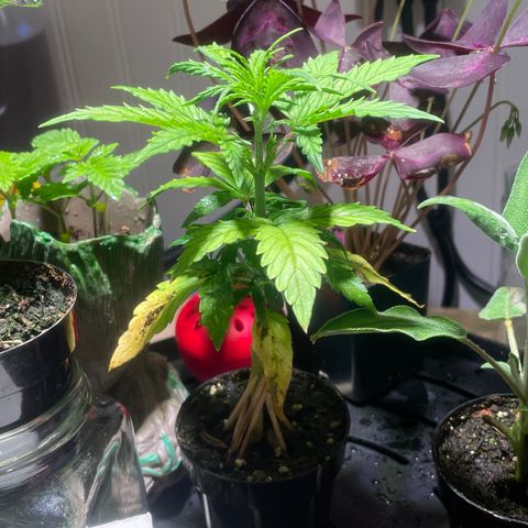 Tangie growlog photo: Transplant Day!🙏