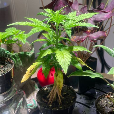 Tangie growlog photo: Transplant Day!🙏
