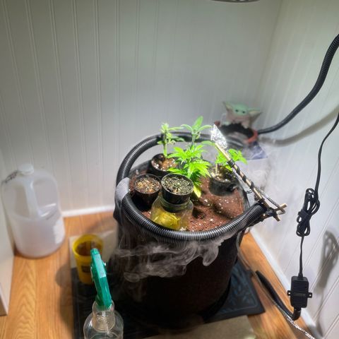 Tangie growlog photo: Transplant Day!🙏