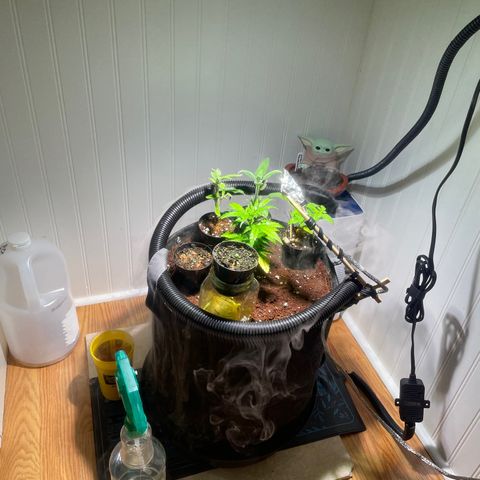Tangie growlog timeline photo