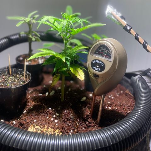 Tangie growlog timeline photo