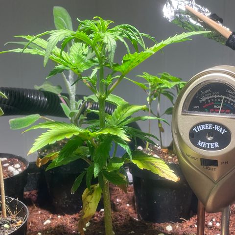 Tangie growlog timeline photo