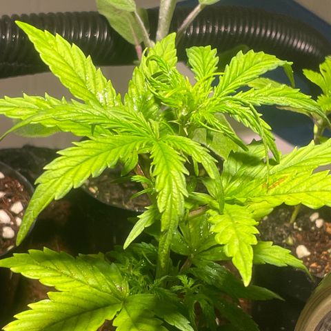 Tangie growlog timeline photo