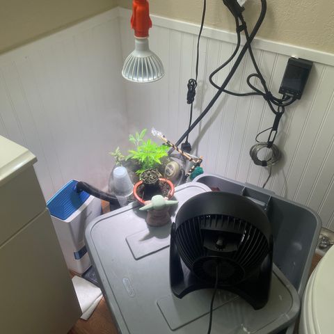 Tangie growlog timeline photo