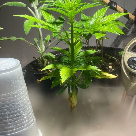 Tangie growlog timeline photo
