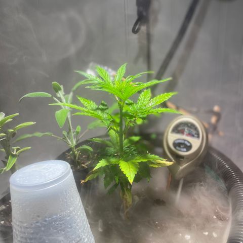 Tangie growlog timeline photo