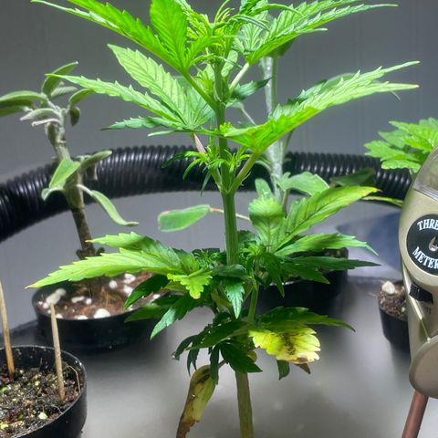 Tangie growlog timeline photo