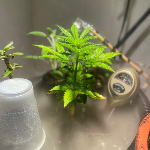 Tangie growlog timeline photo