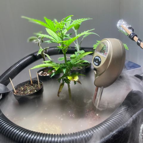Tangie growlog timeline photo