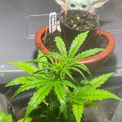 Tangie growlog timeline photo