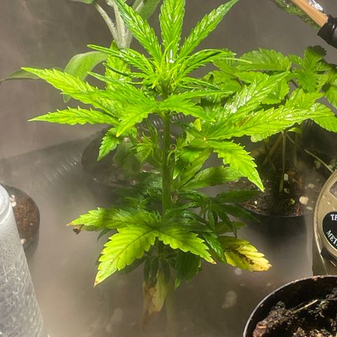 Tangie growlog timeline photo