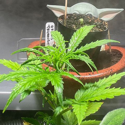 Tangie growlog timeline photo
