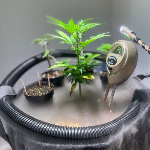 Tangie growlog timeline photo