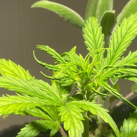 Tangie growlog timeline photo