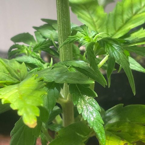 Tangie growlog timeline photo
