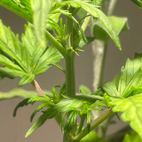 Tangie growlog timeline photo