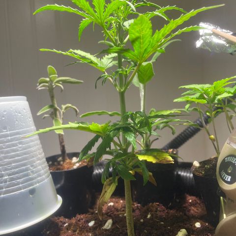 Tangie growlog timeline photo