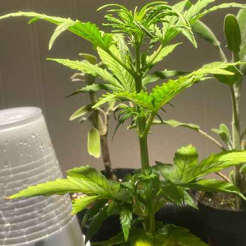 Tangie growlog timeline photo