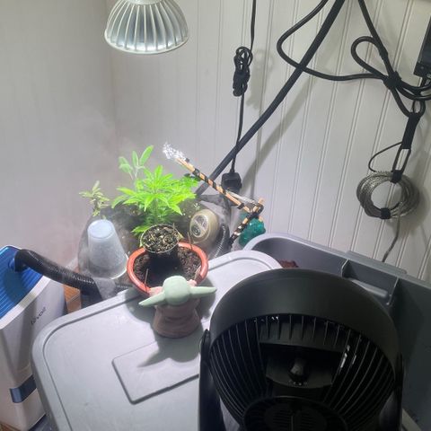 Tangie growlog timeline photo