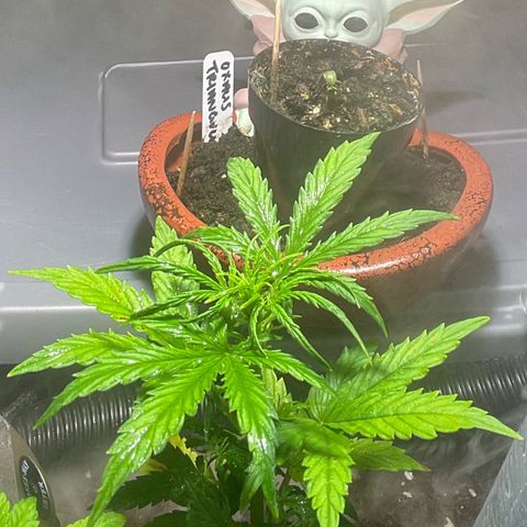 Tangie growlog timeline photo