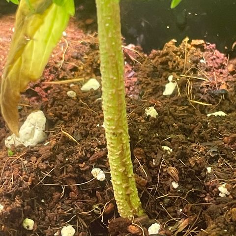 Tangie growlog timeline photo