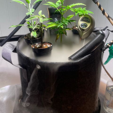 Tangie growlog timeline photo