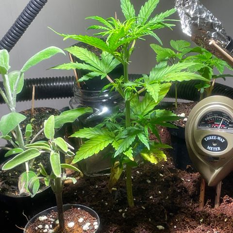 Tangie growlog timeline photo