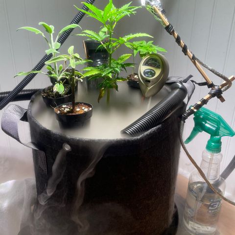 Tangie growlog timeline photo