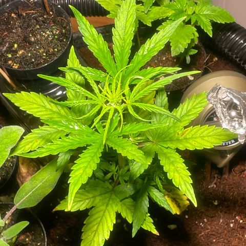 Tangie growlog timeline photo