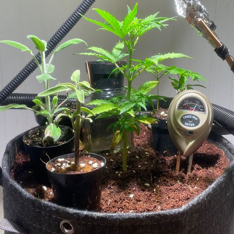 Tangie growlog timeline photo