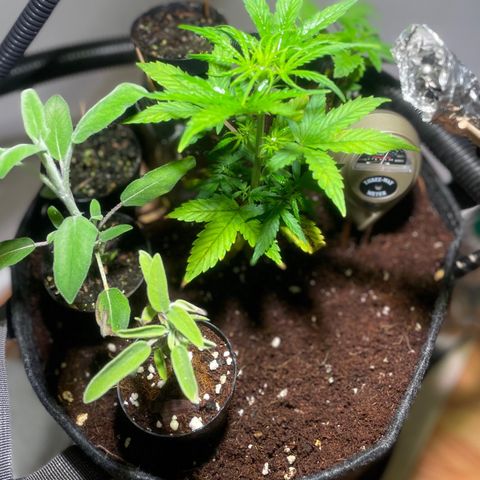 Tangie growlog timeline photo