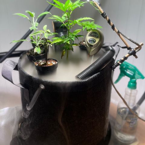 Tangie growlog timeline photo