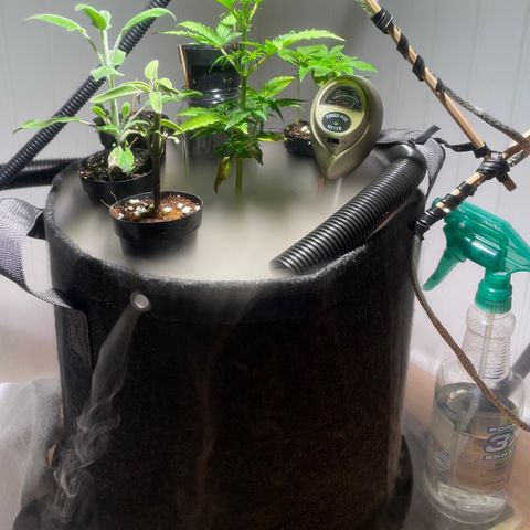 Tangie growlog timeline photo
