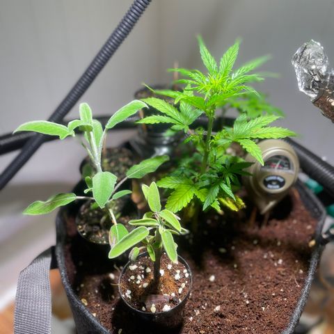 Tangie growlog timeline photo