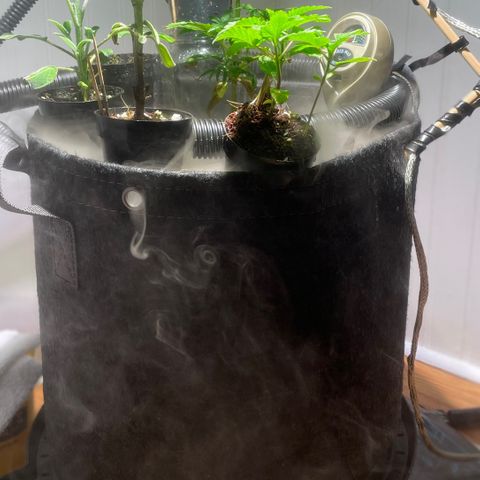 Tangie growlog timeline photo