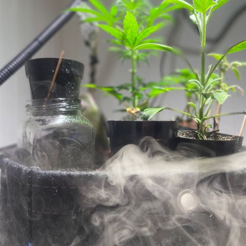 Tangie growlog timeline photo