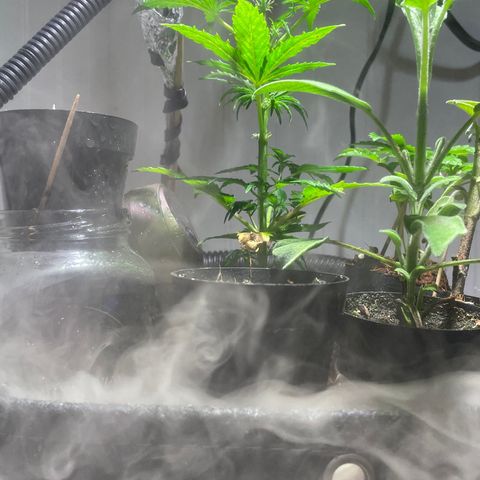 Tangie growlog timeline photo