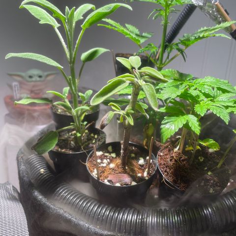 Tangie growlog timeline photo