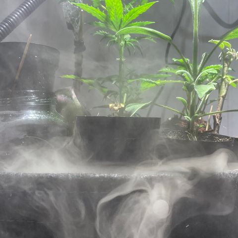 Tangie growlog timeline photo