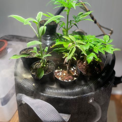Tangie growlog timeline photo