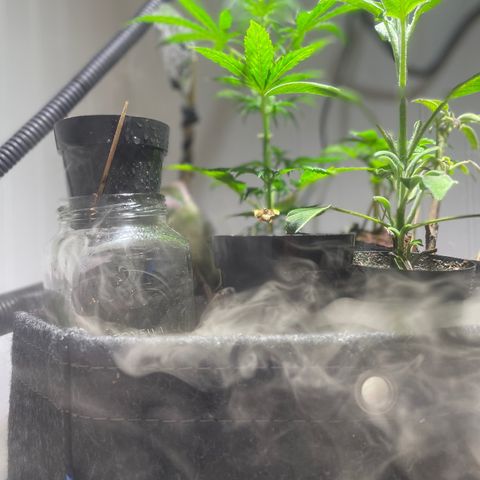 Tangie growlog timeline photo