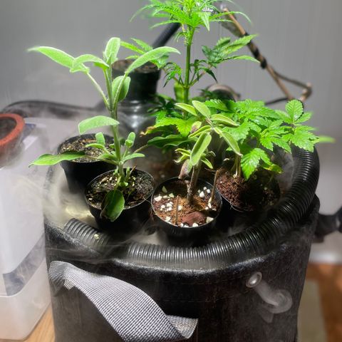 Tangie growlog timeline photo