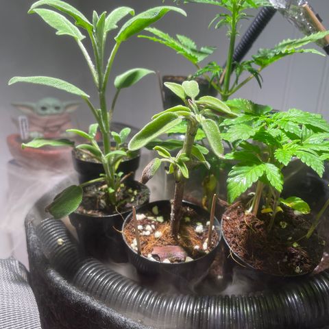 Tangie growlog timeline photo