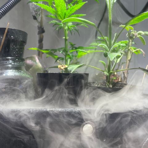Tangie growlog timeline photo
