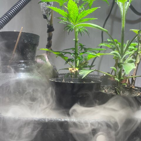 Tangie growlog timeline photo