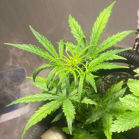 Tangie growlog timeline photo