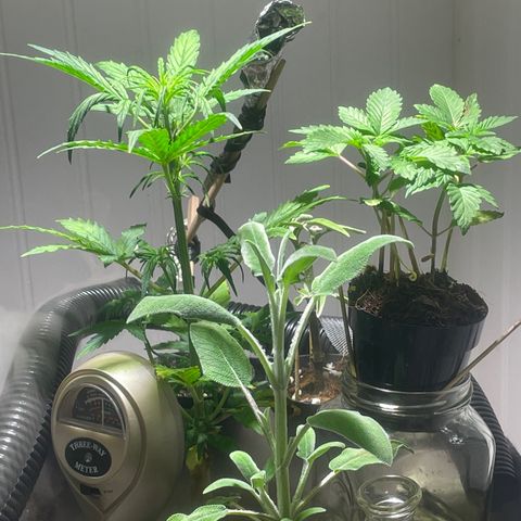Tangie growlog timeline photo